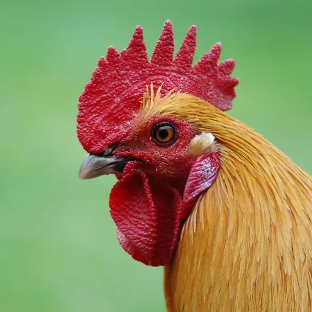 Ferienbauernhof Liesenberg Jagdreihenhaus Nr 24 * Fehmarn