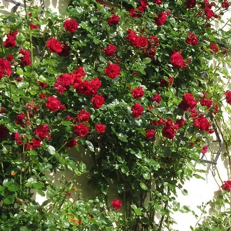 Prázdninový dům Ferienbauernhof Liesenberg Jagdreihenhaus Nr 24 Fehmarn